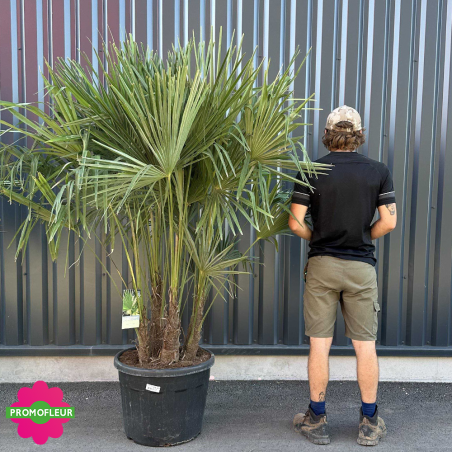 Palmier Trachycarpus Fortunei Multi-troncs H.170/190 cm Grand Stipe 40/70 cm (comparatif taille) - Promofleur Champagne