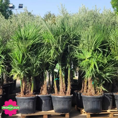 Palmier Trachycarpus Fortunei Multi-troncs H.120/140 cm Grand Stipe 40/70 cm