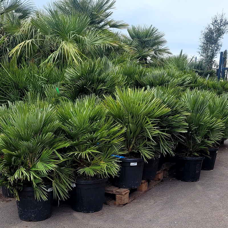 Ensemble de Palmiers Chamaerops Humilis 'Vulcano' Hauteur 100 cm avec son pot - Promofleur Champagne-sur-Oise