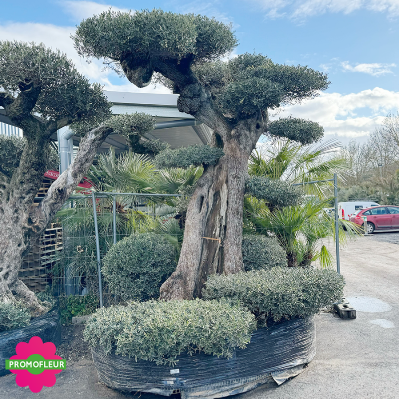 Olivier plateau 150/200 ans H.350 cm feuillage taillé en nuage - Promofleur Champagne-sur-Oise