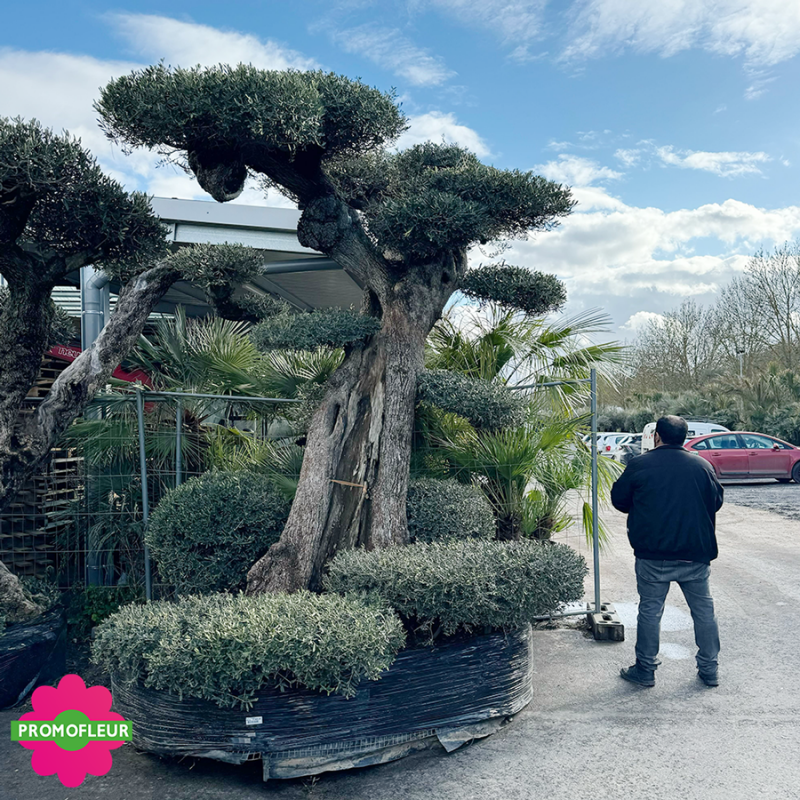 Olivier plateau 150/200 ans H.350 cm feuillage taillé en nuage - Promofleur Champagne-sur-Oise (comparatif taille)