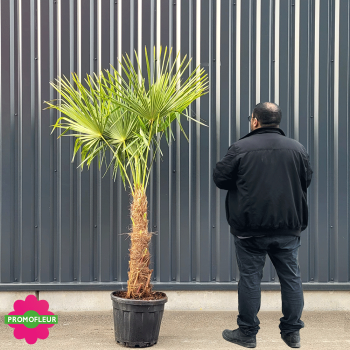 Palmier Trachycarpus Fortunei H.160/180 cm Stipe 60/80 cm - Promofleur Champagne-sur-Oise 2
