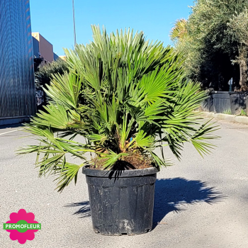 Palmier Chamaerops Humilis 'Vulcano' Hauteur 100 cm avec son pot - Promofleur Champagne-sur-Oise