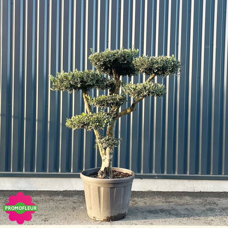 Olivier Pompons hauteur 200 cm - Promofleur Champagne-sur-Oise (2)