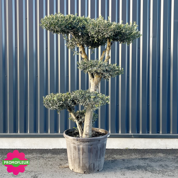 Olivier Pompons hauteur 200 cm - Promofleur Champagne-sur-Oise (1)