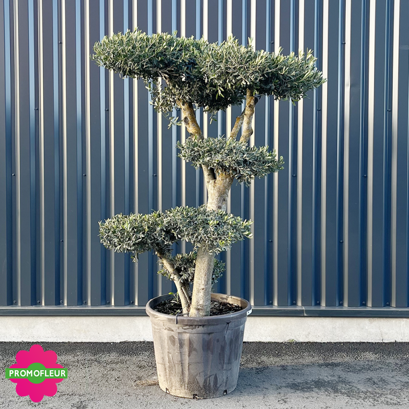 Olivier Pompons hauteur 200 cm - Promofleur Champagne-sur-Oise (1)