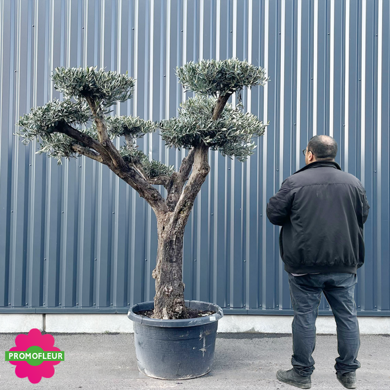 Olivier pompon hauteur 220 cm feuillage taillé en nuage - Promofleur Champagne-sur-Oise (comparatif taille)