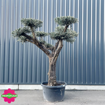 Olivier pompon hauteur 220 cm feuillage taillé en nuage - Promofleur Champagne-sur-Oise