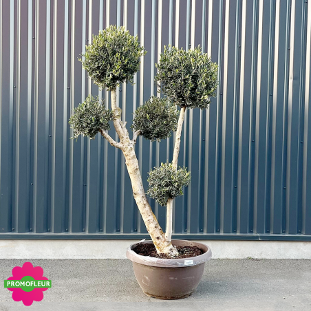 Olivier boule Tarrina hauteur 200/220 cm - Promofleur Champagne-sur-Oise