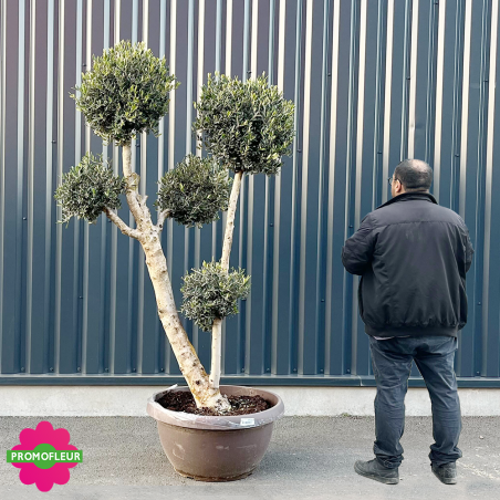 Olivier boule Tarrina hauteur 200/220 cm - Promofleur Champagne-sur-Oise (comparatif taille)