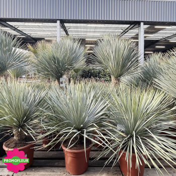 Yucca rostrata 'Blue Swan' Hauteur 60/80 cm - Promofleur Champagne-sur-Oise 2