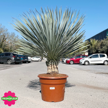 Yucca rostrata 'Blue Swan' Hauteur 100/125 cm - Promofleur Champagne-sur-Oise (1)