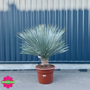 Yucca rostrata 'Blue Swan' Hauteur 100/125 cm - Promofleur Champagne-sur-Oise (1) 2