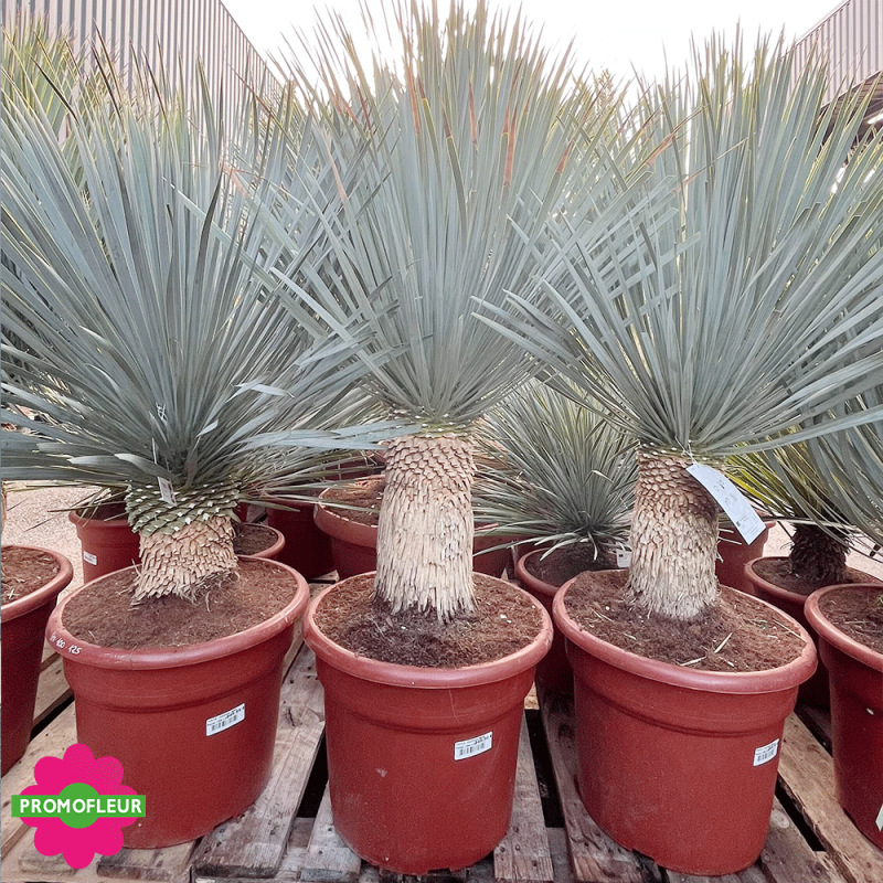 Yucca rostrata 'Blue Swan' Hauteur 100/125 cm - Promofleur Champagne-sur-Oise (3)