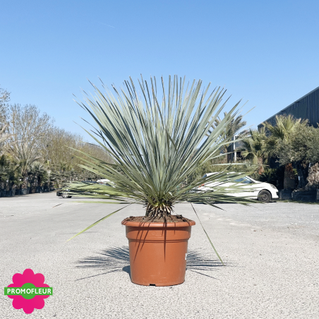 Yucca rostrata 'Blue Swan' Hauteur 60/80 cm - Promofleur Champagne-sur-Oise