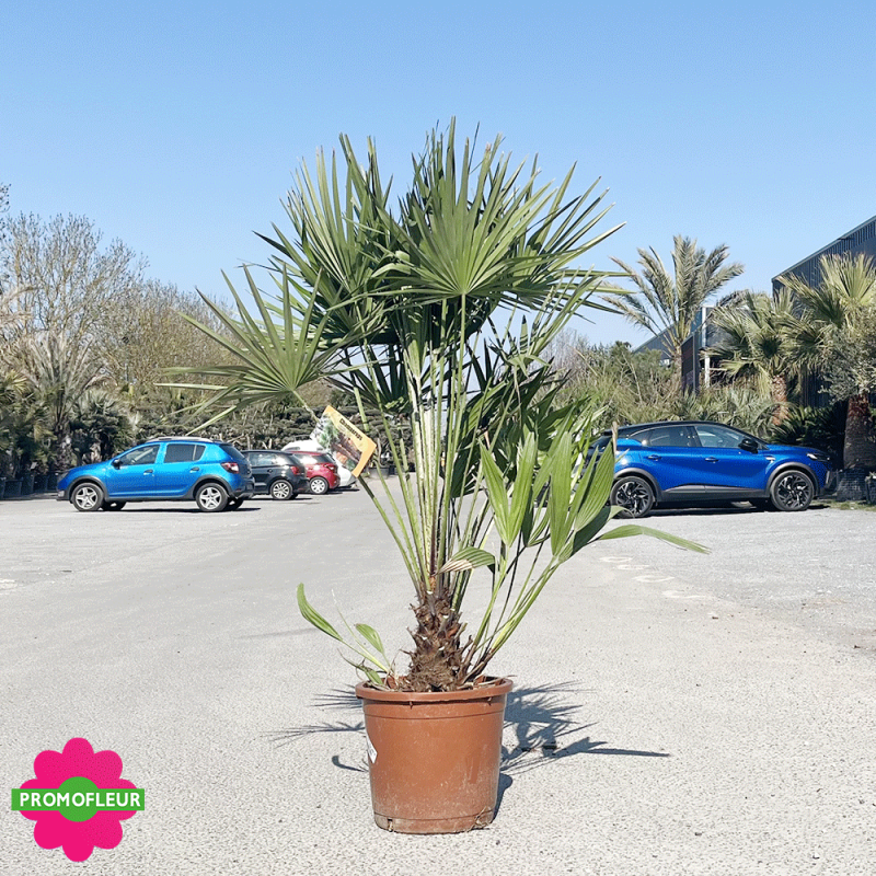 Palmier Nain Chamaerops Humilis H.120/130 cm - Promofleur Champagne sur Oise (1)