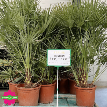 Palmier Nain Chamaerops Humilis H.120/130 cm - Promofleur Champagne sur Oise (1) 2