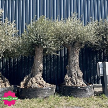 Olivier "Lechin" 120 - 150 ans H.250/300 cm feuillage bien dense - Promofleur Champagne-sur-Oise (2)