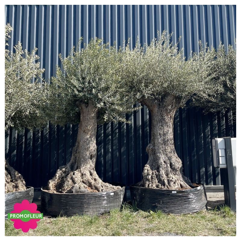 Olivier "Lechin" 120 - 150 ans H.250/300 cm feuillage bien dense - Promofleur Champagne-sur-Oise (2)