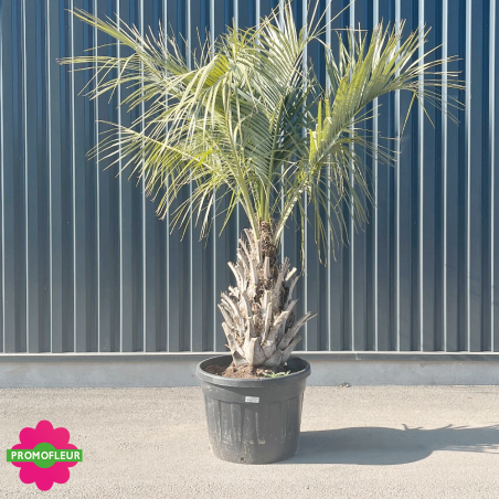 Palmier Butia Capitata Hauteur 200/250 cm Stipe 40/60 cm - Promofleur Champagne-sur-Oise