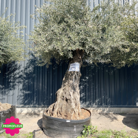 Olivier "Lechin" 150 - 200 ans H.200/250 cm feuillage bien dense - Promofleur (2)