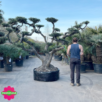 Olivier plateau Extra Malla Hauteur 250 cm feuillage taillé en nuage - Promofleur Champagne-sur-Oise 2