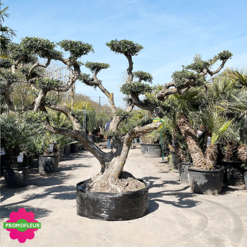 Olivier plateau Extra Malla Hauteur 250 cm feuillage taillé en nuage - Promofleur Champagne-sur-Oise