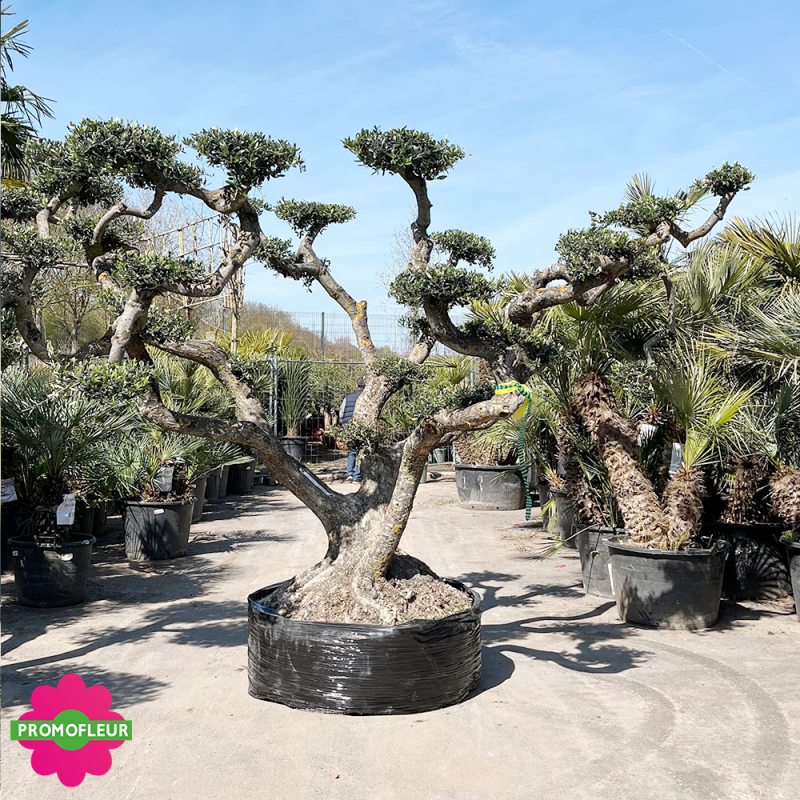 Olivier plateau Extra Malla Hauteur 250 cm feuillage taillé en nuage - Promofleur Champagne-sur-Oise