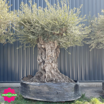 Olivier "Lechin" 250 - 300 ans H.250/300 cm feuillage bien dense - Promofleur Champagne-sur-Oise