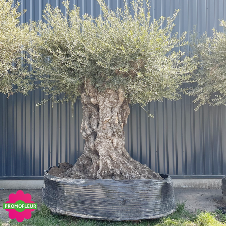 Olivier "Lechin" 250 - 300 ans H.250/300 cm feuillage bien dense - Promofleur Champagne-sur-Oise