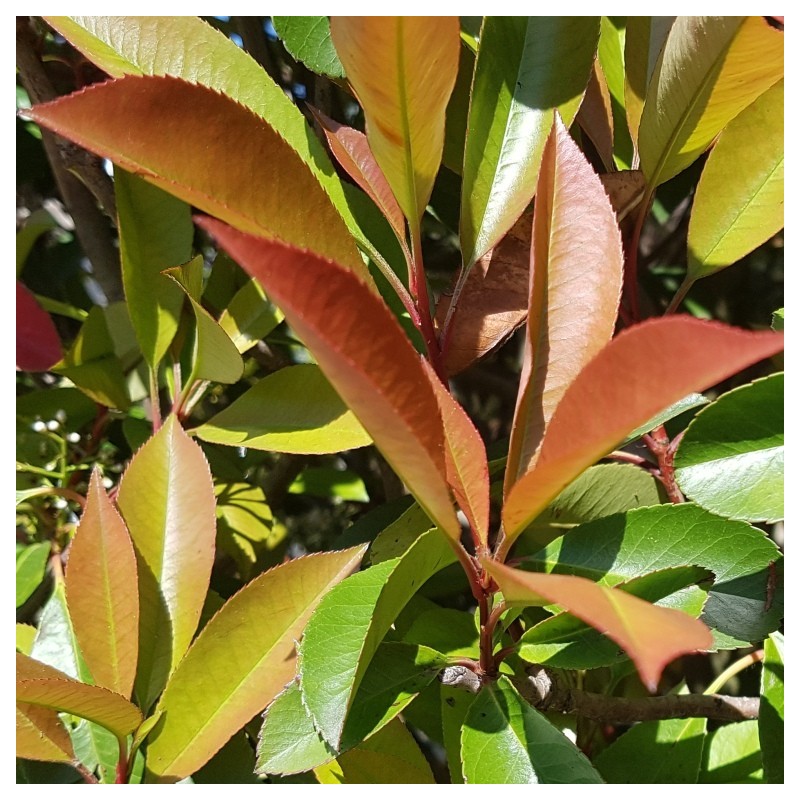 Gros plan Photinia Red Robin - Promofleur Persan