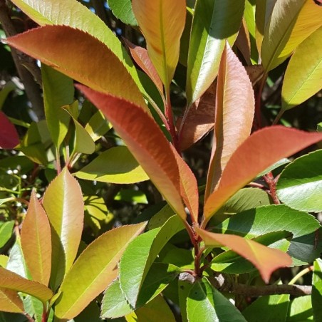 Gros plan Photinia Red Robin - Promofleur Persan