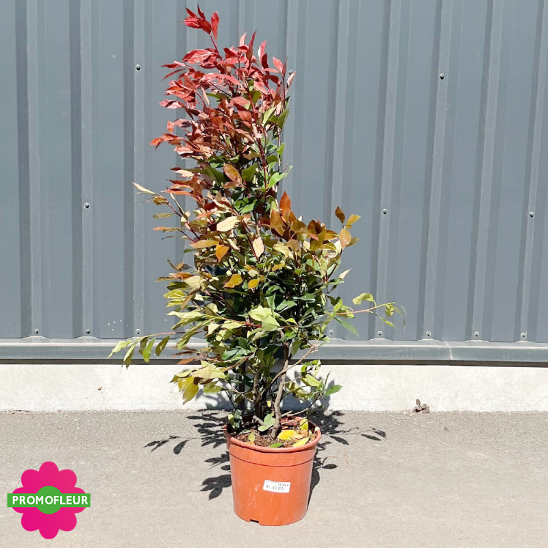 Photinia Red Robin Hauteur 100/125 cm Pot de 9 L - Promofleur Champagne-sur-Oise