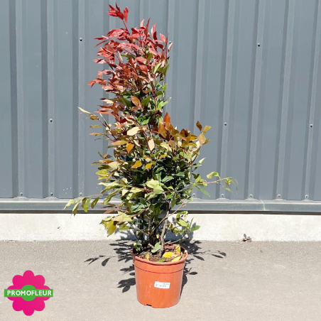 Photinia Red Robin Hauteur 100/125 cm Pot de 9 L - Promofleur Champagne-sur-Oise