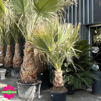 Palmier Washingtonia Filifera Stipe 130 cm + Palmier Washingtonia Filifera Stipe 50 cm - Promofleur (1)