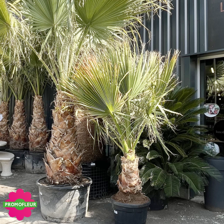 Palmier Washingtonia Filifera Stipe 130 cm + Palmier Washingtonia Filifera Stipe 50 cm - Promofleur (1)