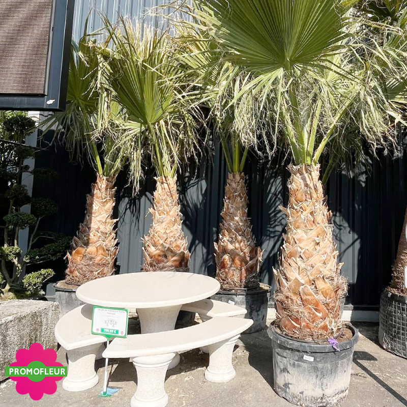 Palmier Washingtonia Filifera Stipe 130 cm + Palmier Washingtonia Filifera Stipe 50 cm - Promofleur (2)