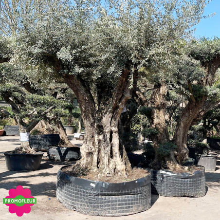 Olivier Centenaire Tronc Haut Ramifié Hauteur 300-350 cm - Promofleur