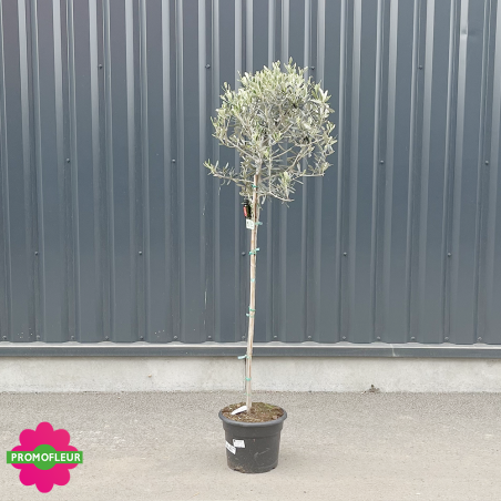 Olivier tige hauteur 140/160 cm avec son pot noir - Promofleur