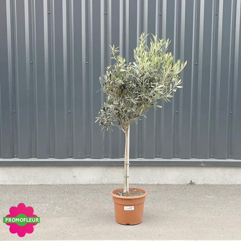 Olivier tige hauteur 140/160 cm avec son pot orange - Promofleur