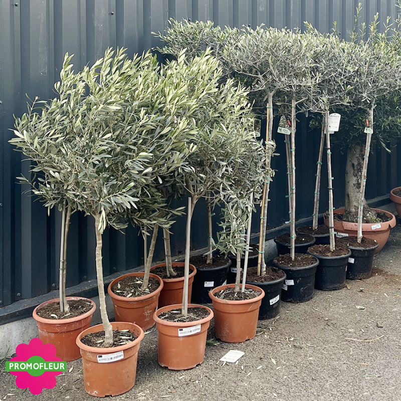 Ensemble d'oliviers tiges hauteur 140/160 cm avec pot - Promofleur