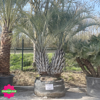 Palmier Butia Capitata double troncs H. 400/450 cm