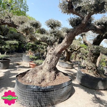 Olivier plateau T32 Hauteur 250 cm feuillage taillé en nuage - Promofleur (1)