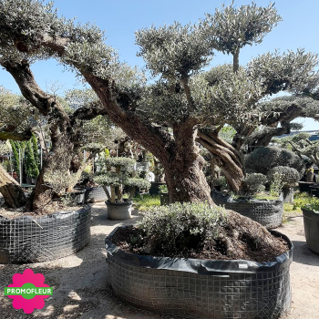 Olivier plateau T32 Hauteur 250 cm feuillage taillé en nuage - Promofleur (1) 2