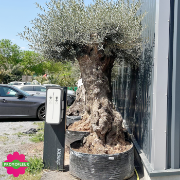 Olivier Tronc Haut 125 - 150 Hauteur 220 cm - Promofleur