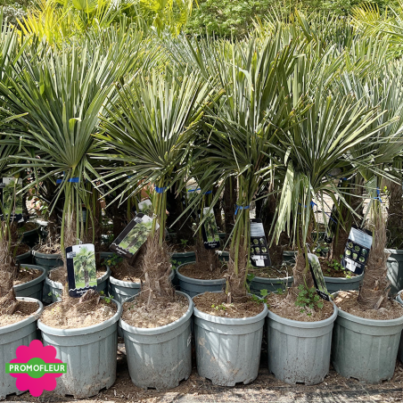 Palmier Trachycarpus Fortunei H.100/125 cm Stipe 20/30 cm