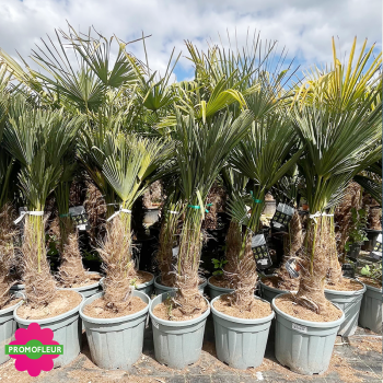 Palmier Trachycarpus Wagnerianus H.120/130 cm Stipe 40/50 cm - Promofleur