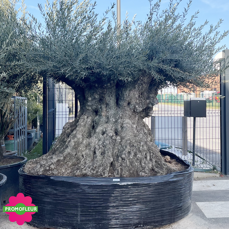 Olivier "Malla" 275 - 300 Hauteur 250 cm - Promofleur