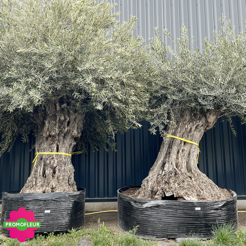 Olivier "Lechin" 150 - 200 ans H.200/250 cm feuillage bien dense - Promofleur (1)