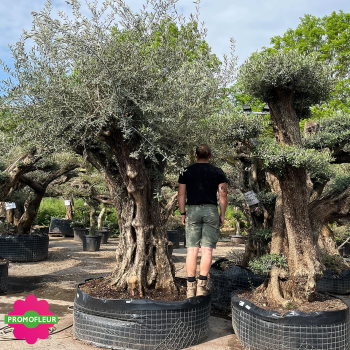 Olivier Centenaire Tronc Haut Ramifié Hauteur 300-350 cm - Promofleur 2